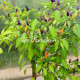 NuMex Twilling (НуМекс Твиллинг)