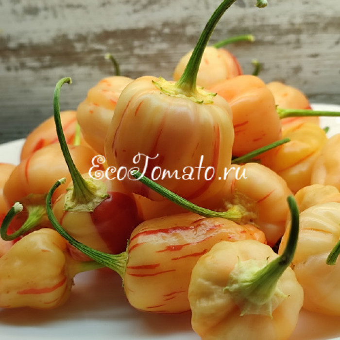 Peppapeach Stripey (Пеппапич Страйпей)
