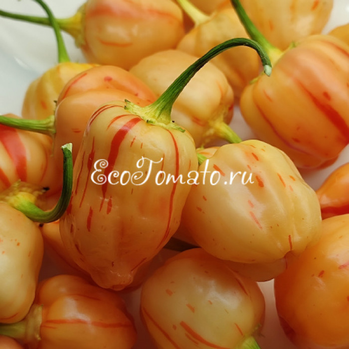 Peppapeach Stripey (Пеппапич Страйпей)