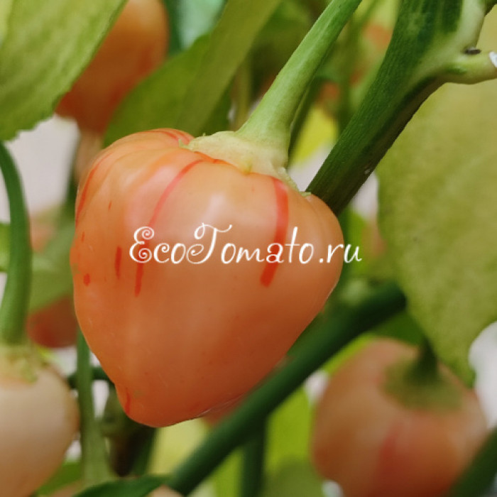 Peppapeach Stripey (Пеппапич Страйпей)