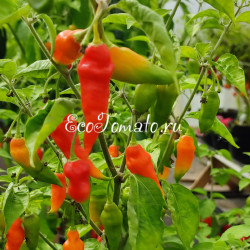 Pimenta Diomar (Пимента Диомар)