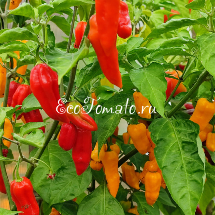 Pimenta Diomar (Пимента Диомар)