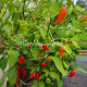 Pimenta Diomar (Пимента Диомар)