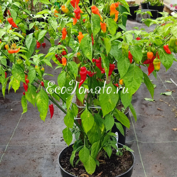 Pimenta Diomar (Пимента Диомар)