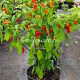 Pimenta Diomar (Пимента Диомар)