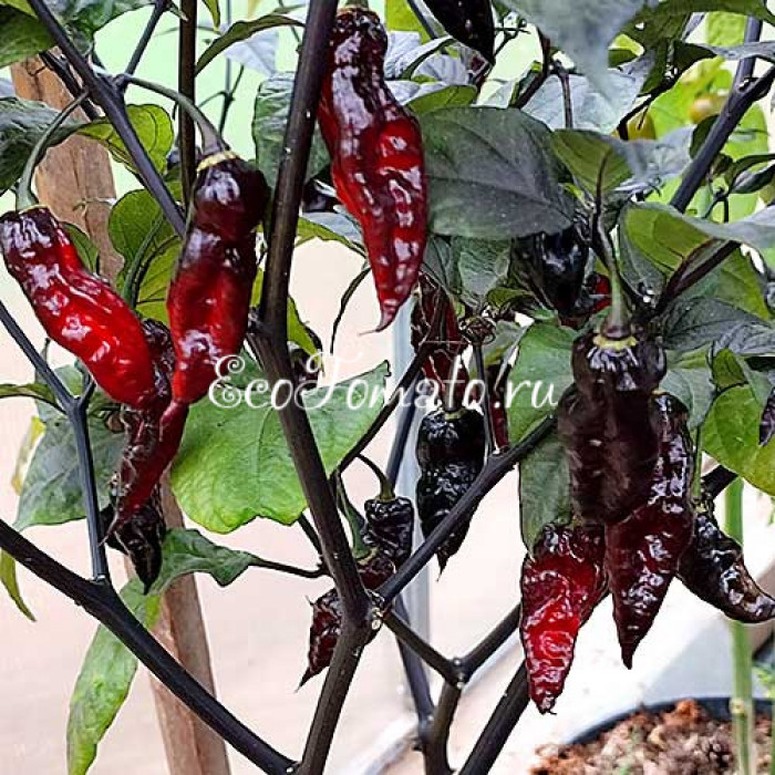 Pimenta Leopard (Пимента Леопард)