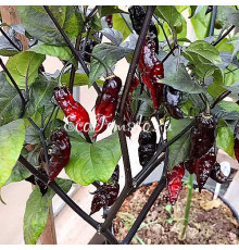 Pimenta Leopard (Пимента Леопард)