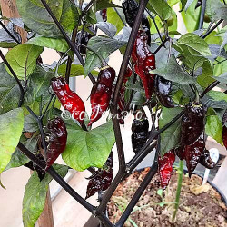 Pimenta Leopard (Пимента Леопард)