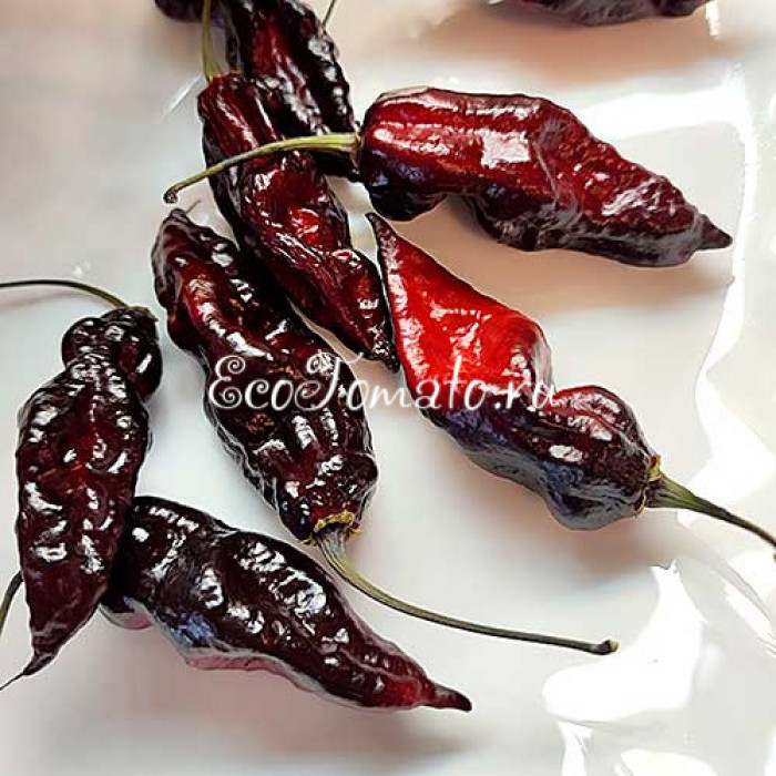 Pimenta Leopard (Пимента Леопард)