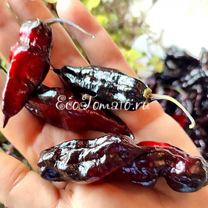 Pimenta Leopard (Пимента Леопард)