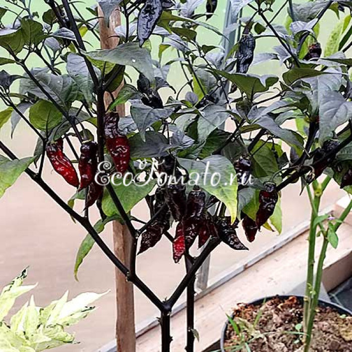 Pimenta Leopard (Пимента Леопард)