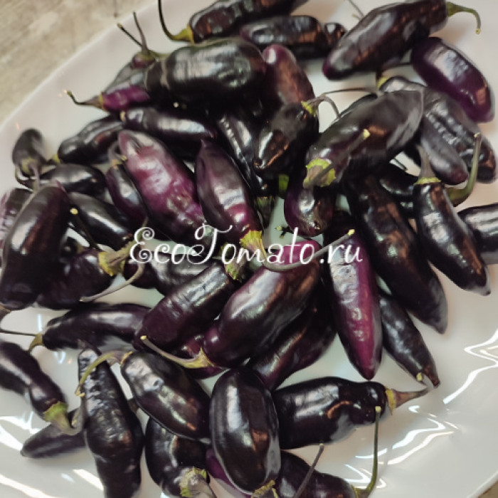 Pimenta de Neyde (Перец Нейде)