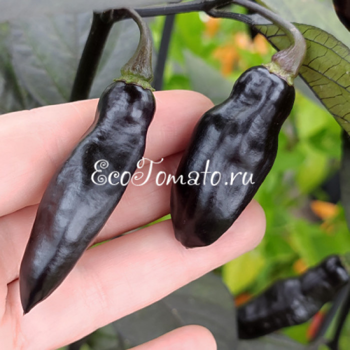 Pimenta de Neyde (Перец Нейде)