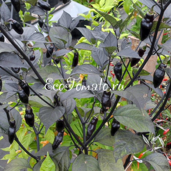 Pimenta de Neyde (Перец Нейде)