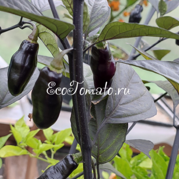 Pimenta de Neyde (Перец Нейде)