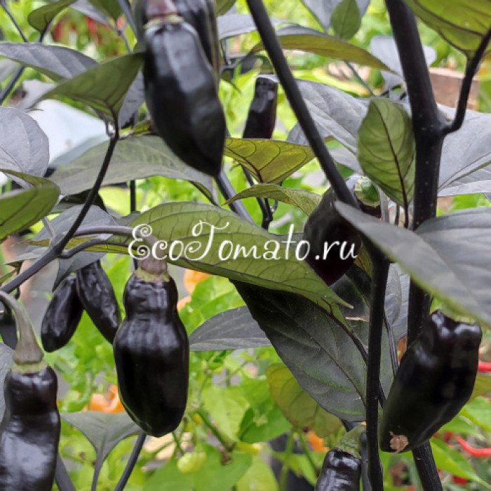 Pimenta de Neyde (Перец Нейде)