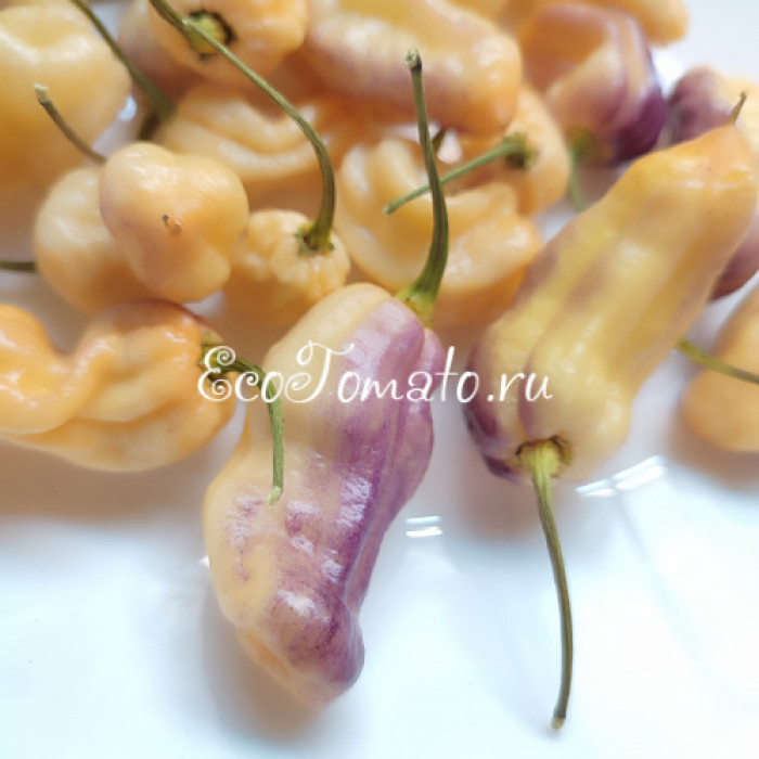 Pimenta holokia fire/ace (Пимента Холокиа огонь/лед)