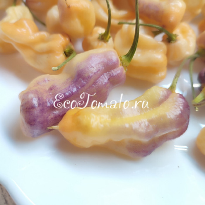 Pimenta holokia fire/ace (Пимента Холокиа огонь/лед)