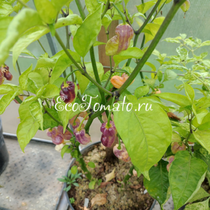 Pimenta holokia fire/ace (Пимента Холокиа огонь/лед)