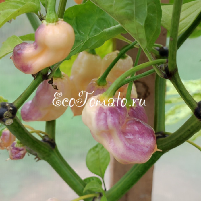 Pimenta holokia fire/ace (Пимента Холокиа огонь/лед)