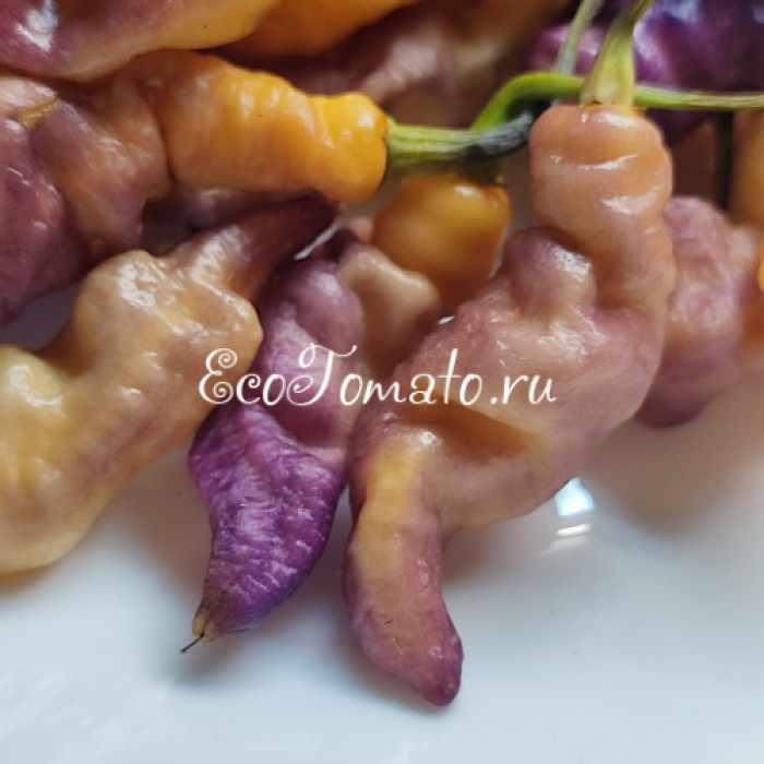 Pink Tiger (Пинк Тайгер, Розовый тигр)