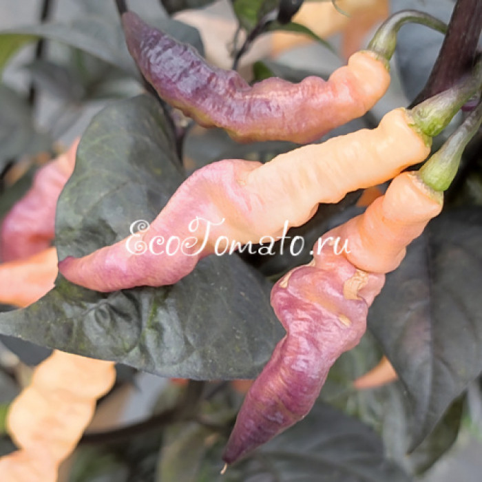 Pink Tiger (Пинк Тайгер, Розовый тигр)