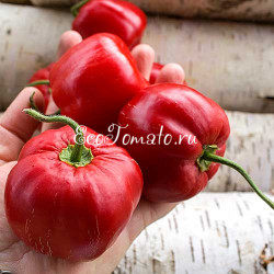 Rocoto Arequipa Giant (Рокото Арекипа Гигант)
