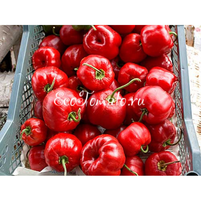 Rocoto Arequipa Giant (Рокото Арекипа Гигант)