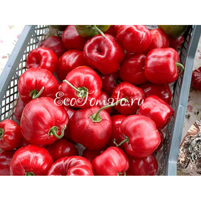 Rocoto Arequipa Giant (Рокото Арекипа Гигант)