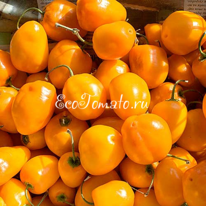 Rocoto Rio Huallaga (Рокото Рио Уаллага), Перу