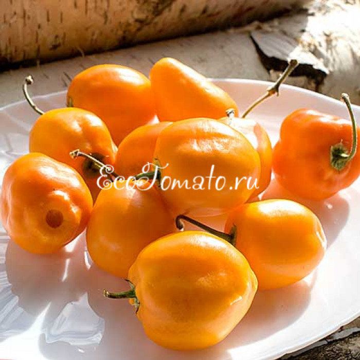 Rocoto Rio Huallaga (Рокото Рио Уаллага), Перу