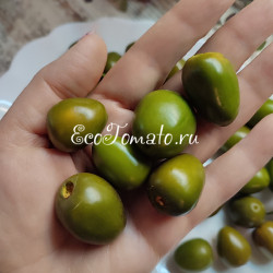 Rokoto Mini Olive (Рокото Мини Оливка)