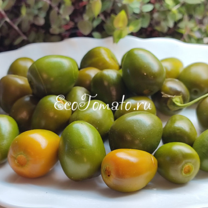 Rokoto Mini Olive (Рокото Мини Оливка)