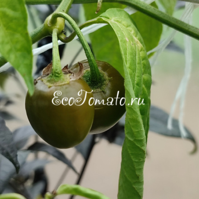 Rokoto Mini Olive (Рокото Мини Оливка)