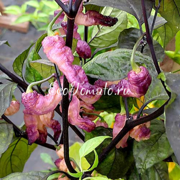 Thunderstorm (Гроза), США