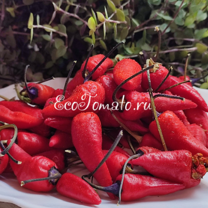 Tiger Jalapeno Dark (Тигр Халапеньо темный)