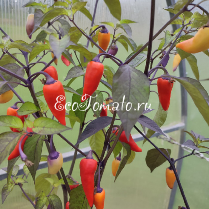 Tiger Jalapeno Dark (Тигр Халапеньо темный)