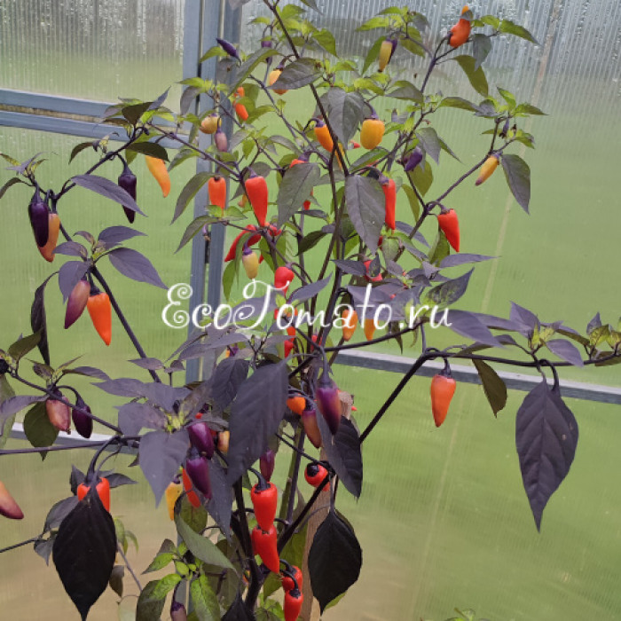 Tiger Jalapeno Dark (Тигр Халапеньо темный)