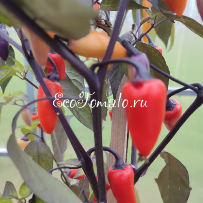 Tiger Jalapeno Dark (Тигр Халапеньо темный)