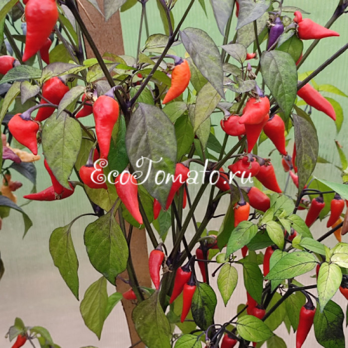 Tiger Jalapeno Dark (Тигр Халапеньо темный)