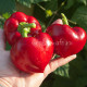 Tomato Pepper (Томато Пеппер)