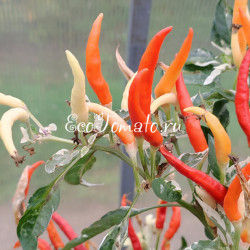 Uchu Cream Red (Учу крем красный)