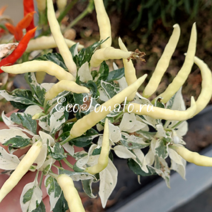 Uchu Cream Red (Учу крем красный)