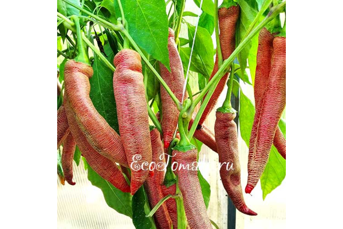 Semi Di Peperoncino Rari - Hot Lemon, Vezena Piperka, Capezzoli Di Scimmia - 30 Semi Varietà - 3