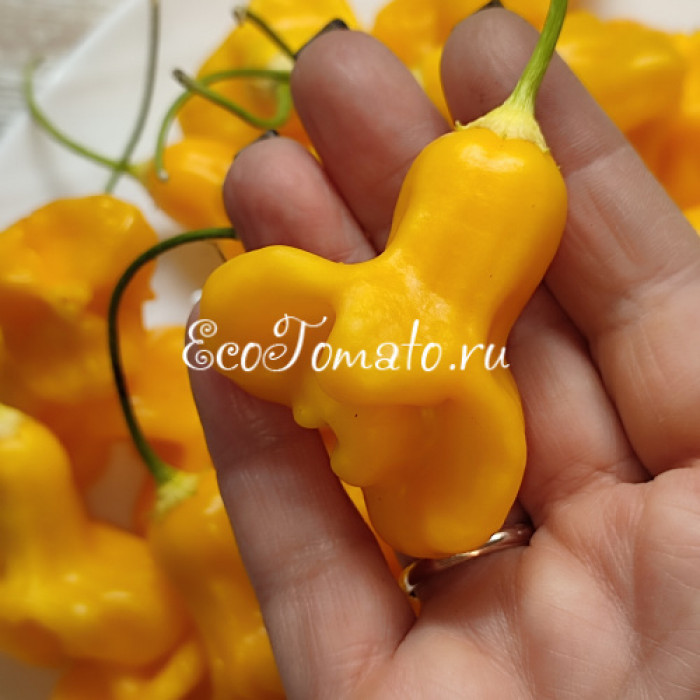 Yellow Bell (Желтый Колокольчик)