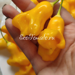 Yellow Bell (Желтый Колокольчик)