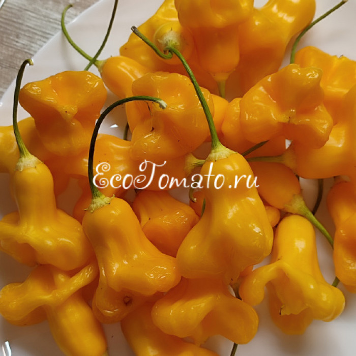 Yellow Bell (Желтый Колокольчик)