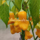Yellow Bell (Желтый Колокольчик)