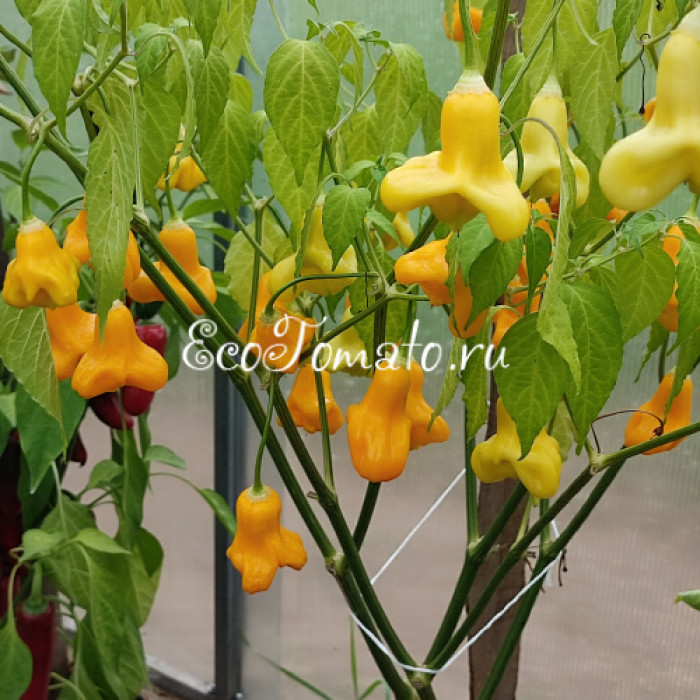 Yellow Bell (Желтый Колокольчик)