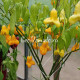 Yellow Bell (Желтый Колокольчик)